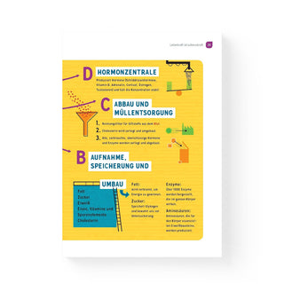 Wunderleicht Leberreinigung Buchseite – Infografik zu Hormonen, Abbau und Aufnahme der Leber